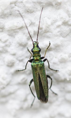 Oedemera nobilis